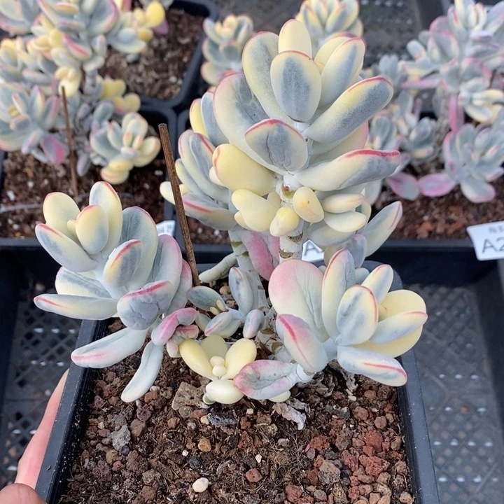 福娘锦多肉植物A2573