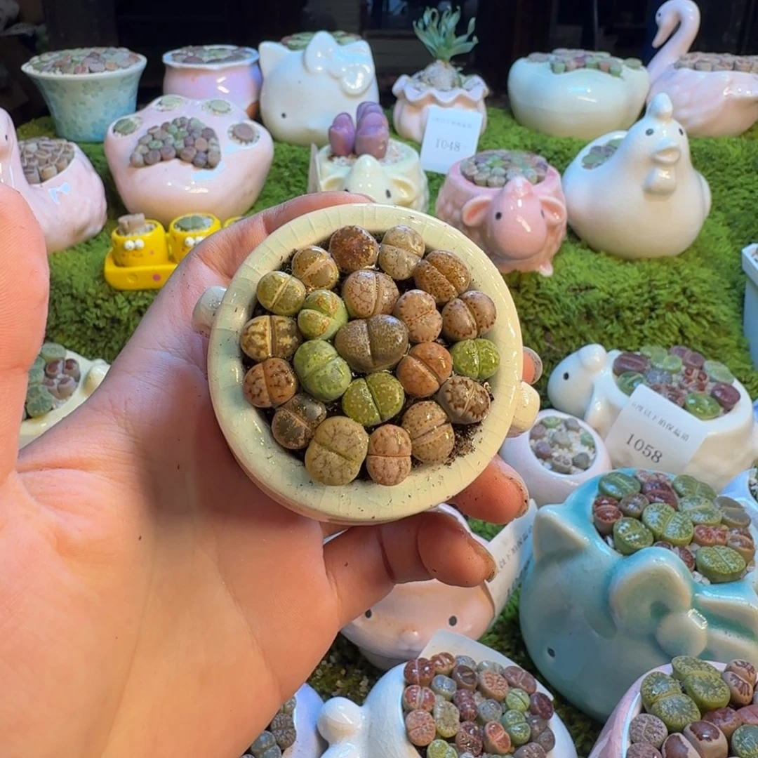 多肉植物和植物等1062