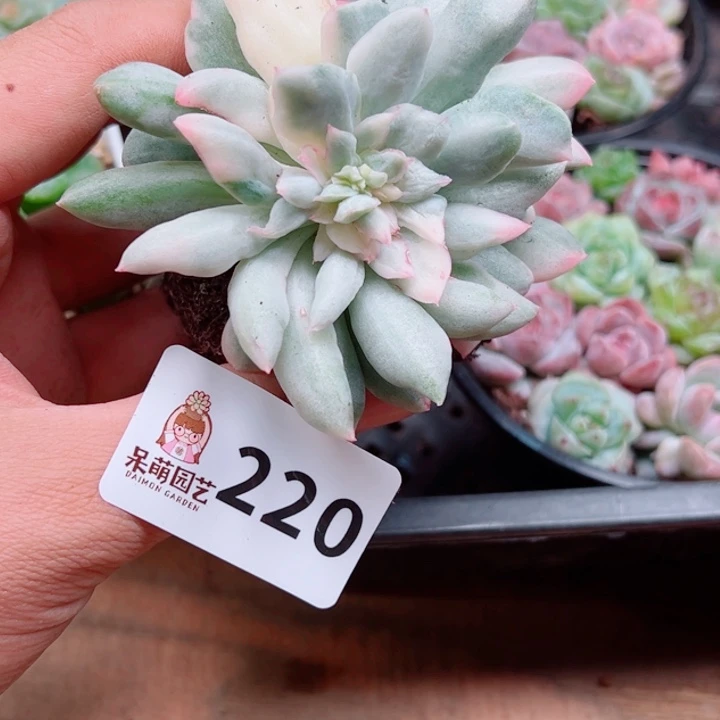 多肉植物多肉植物