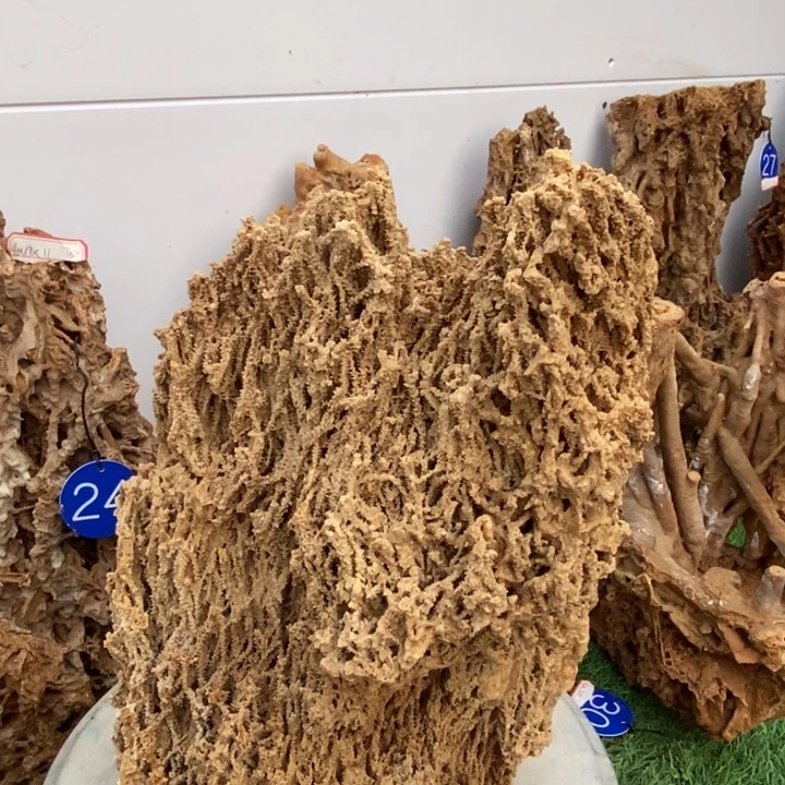 无花朵吸水石吸水石假山