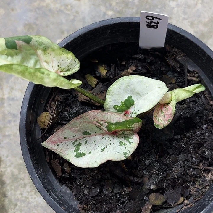 638-0620PJT广东现货