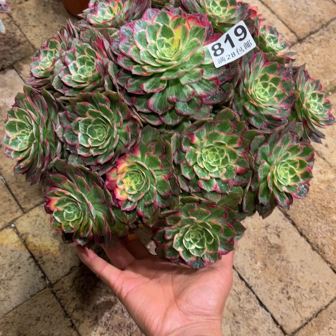 林***缘多肉植物819多肉植物