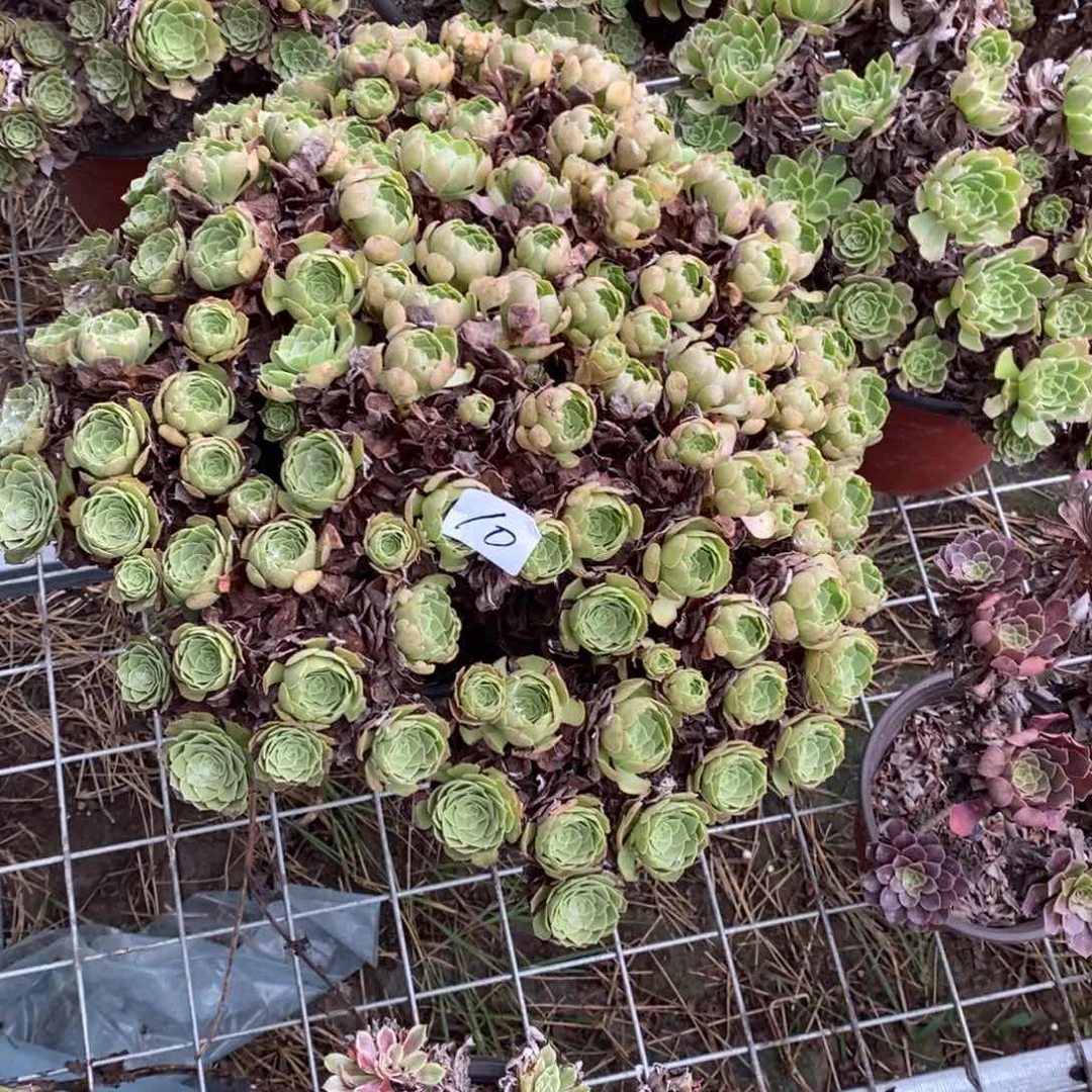 金***沙多肉植物组合拼盘10