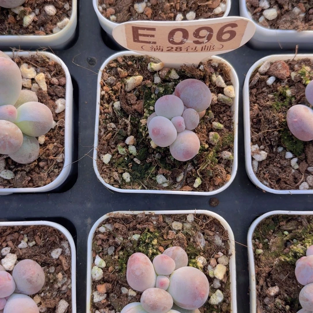 E096萤火虫一物一拍