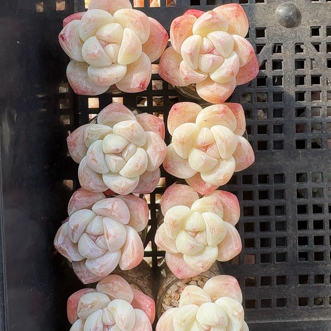白底冰玉大号拍7发8颗一组