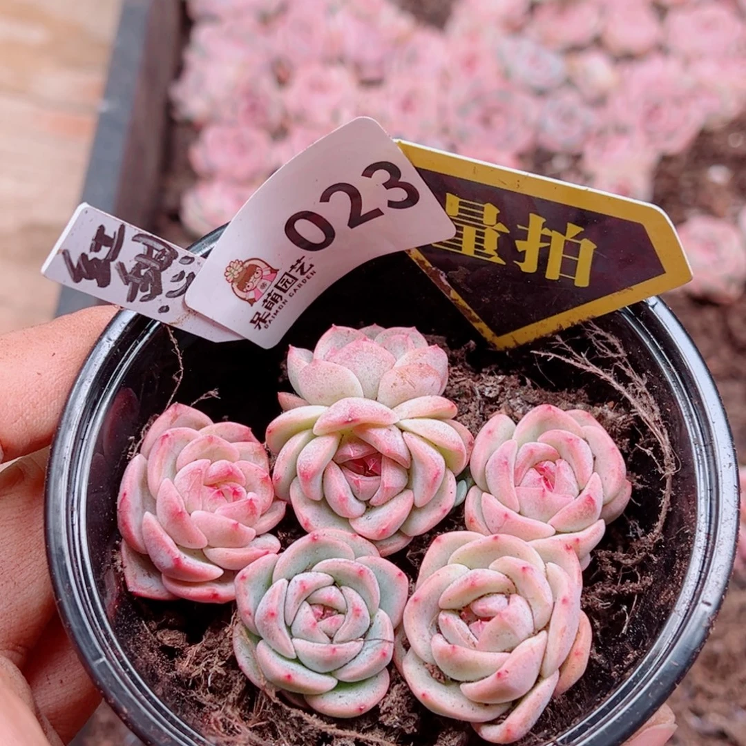 多肉植物多肉植物