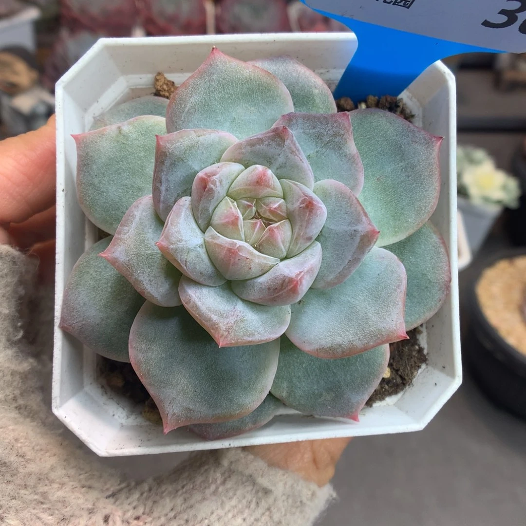 30珍妮多肉一物一拍