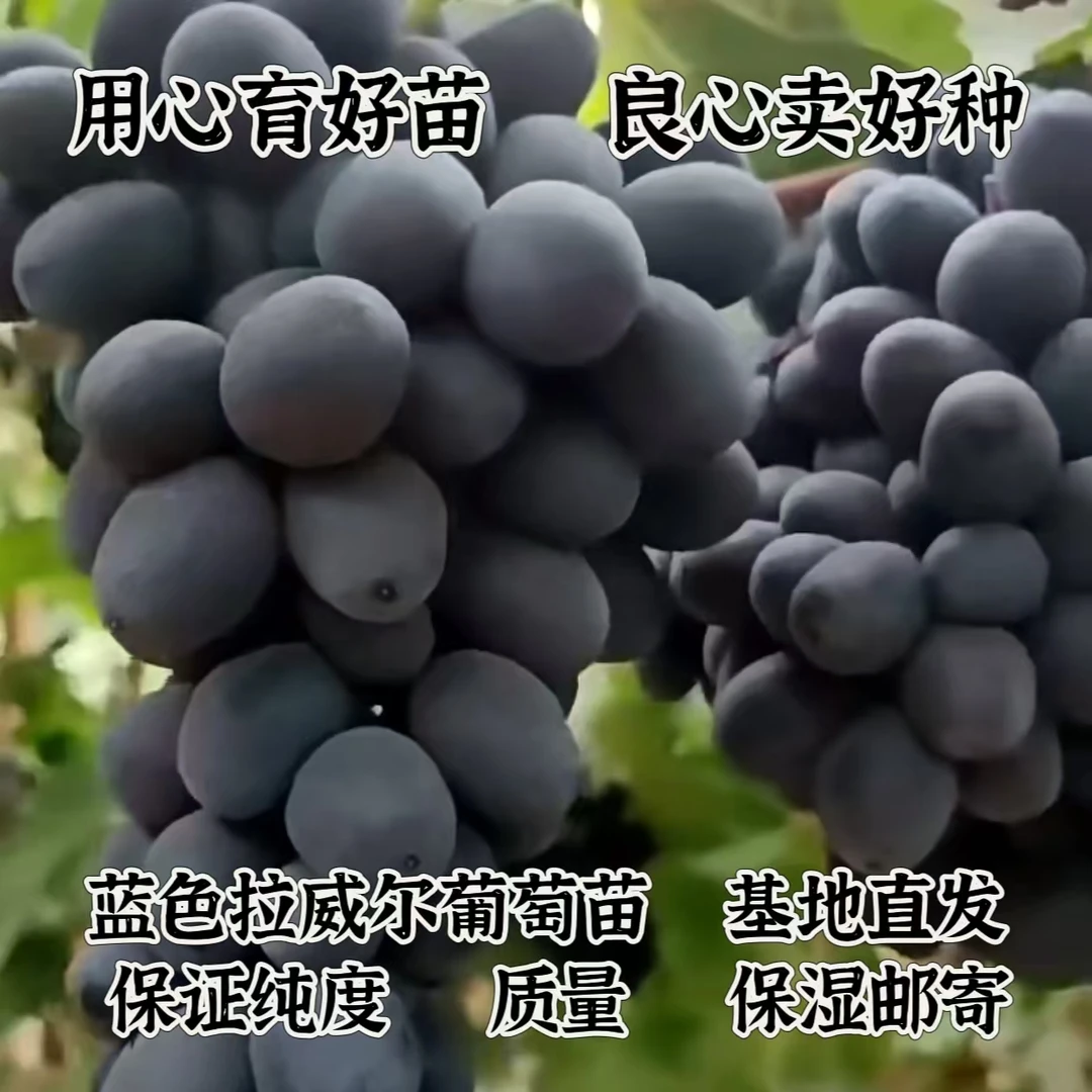 蓝色拉威尔嫁接葡萄苗   夏黑砧木