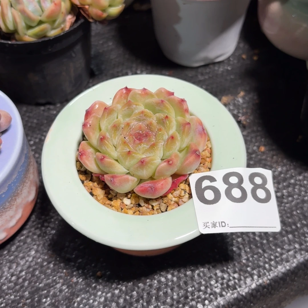秘境冰魄多肉带盆发货688