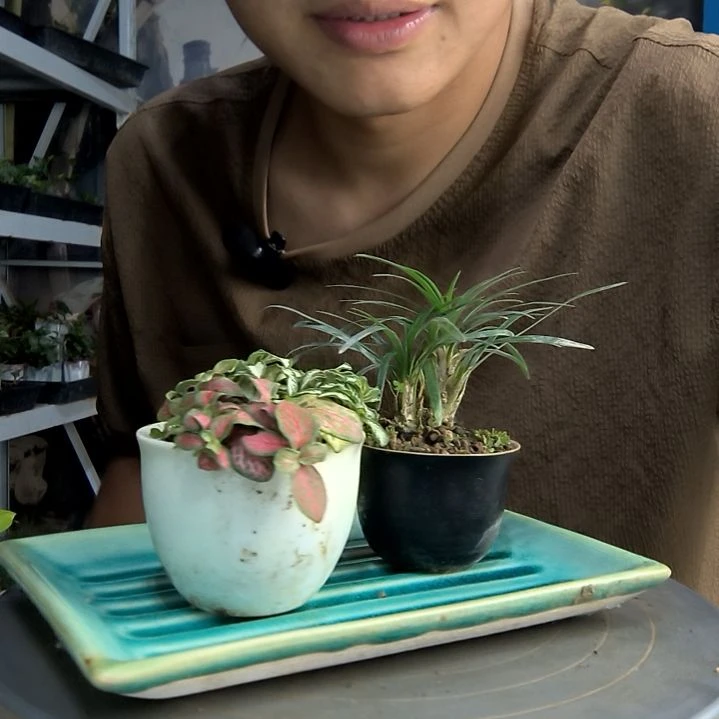 非*甜中青园艺一物一拍78