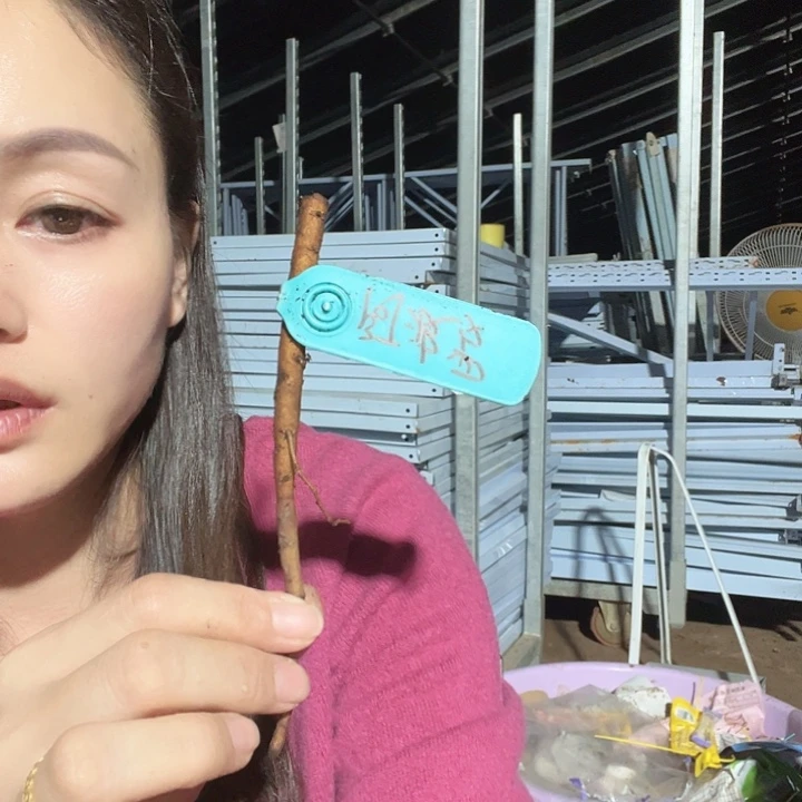 当前无花栽培后可以开花阿波罗