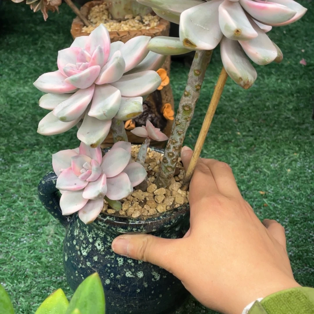 紫乐锦一物一拍28包邮非偏远v