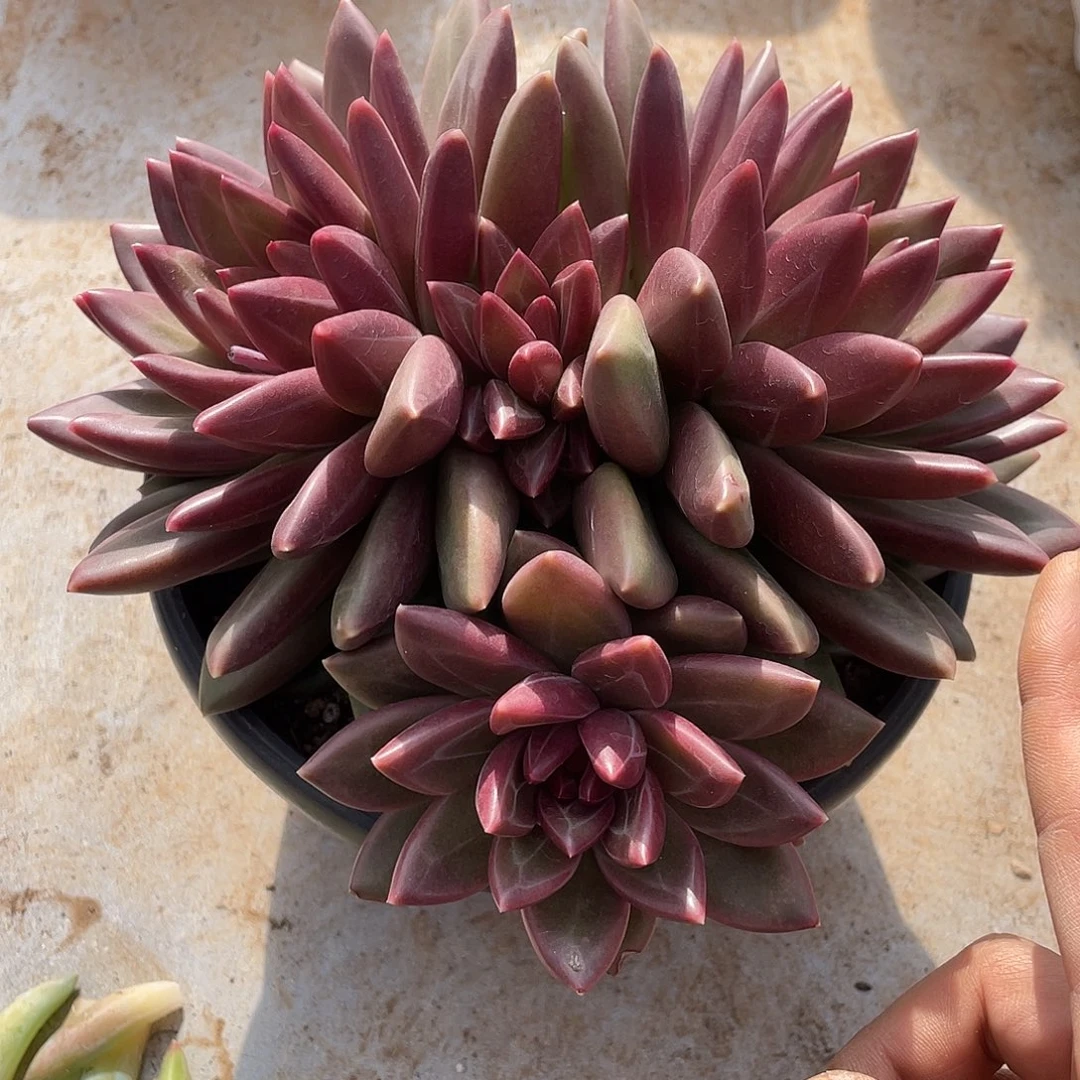 迷雾泡泡群生5头群