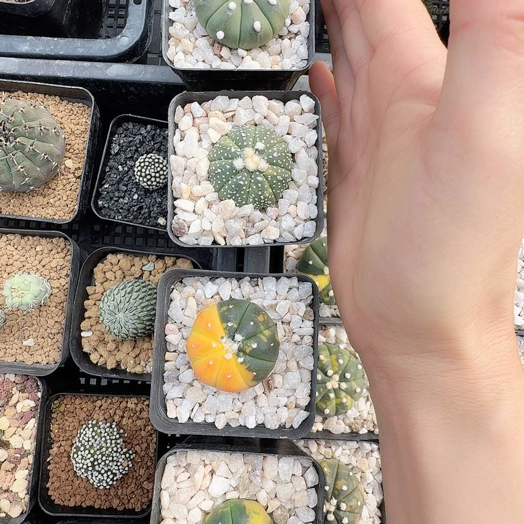 孤***子实生兜锦四颗带盆发货