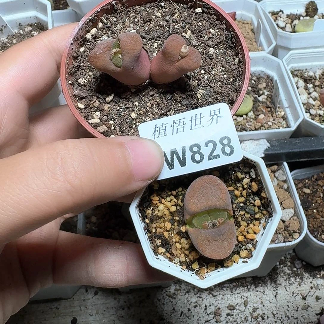 828盒多肉植物哇c g