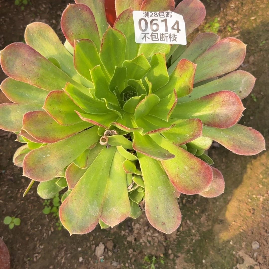 M. 614韶华菊处理多肉，c