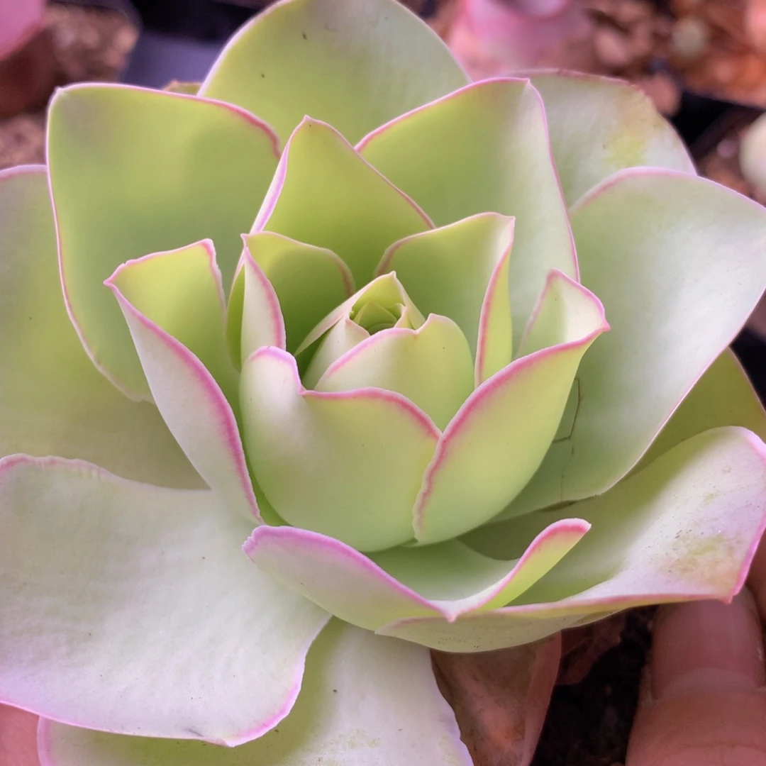 一物一拍星辰福利255