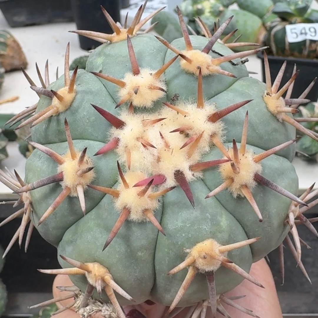 【闪购商品】无花朵苗接白刺翠屏