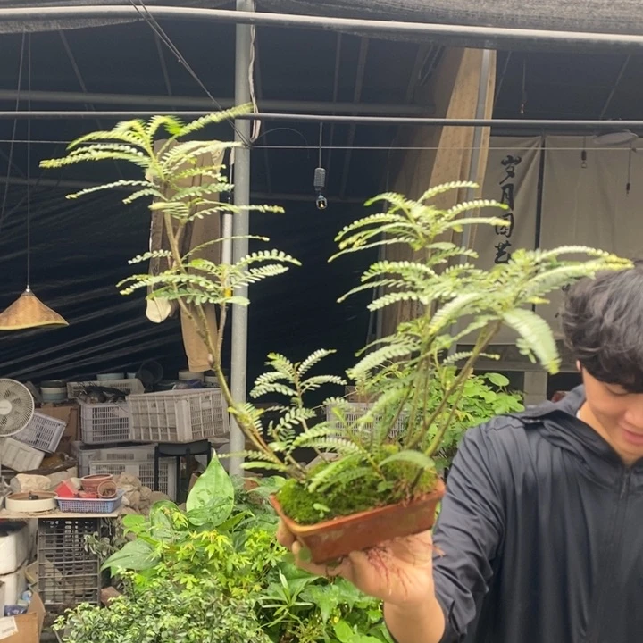 张*一物一拍所见即所得407