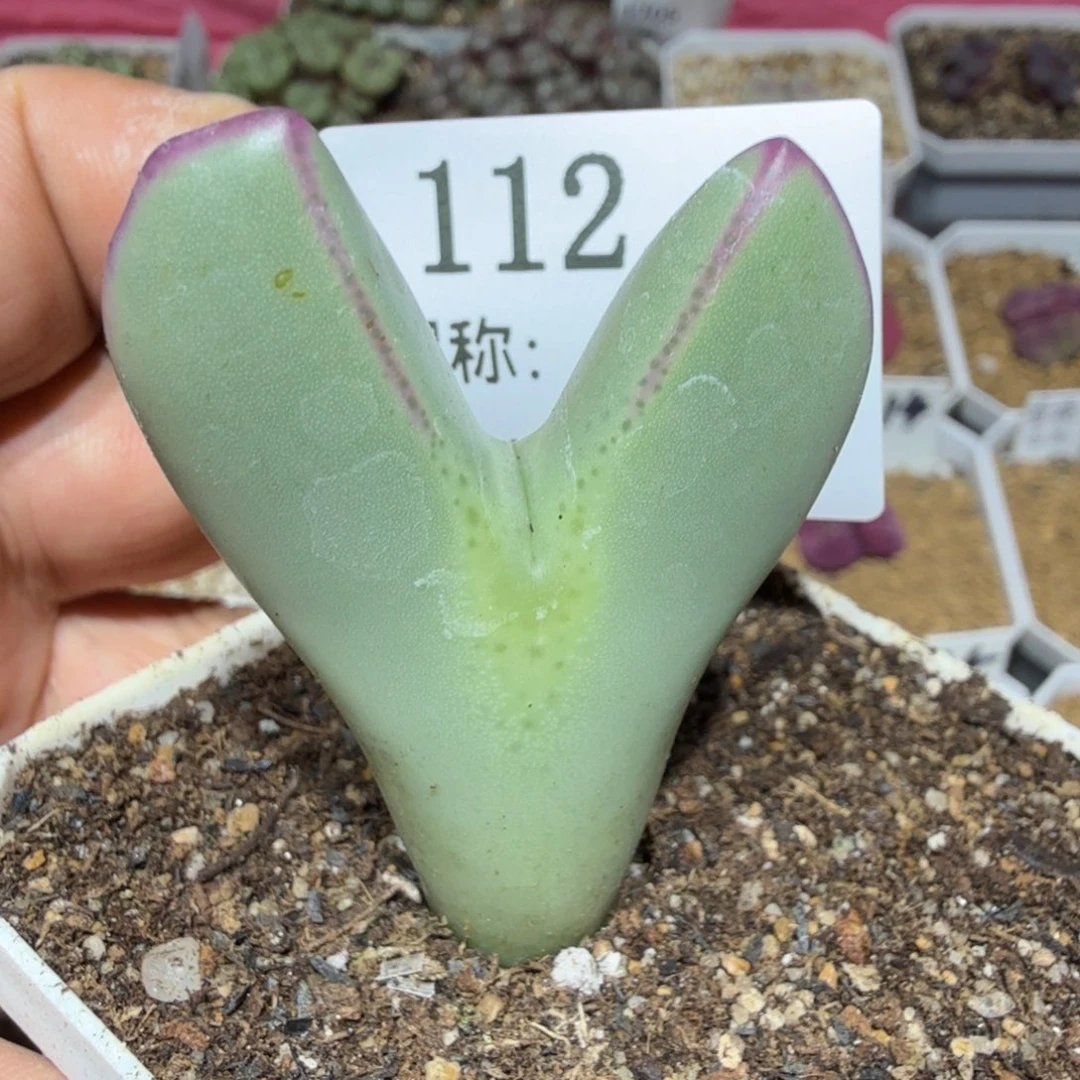 多肉植物多肉植物多肉植物