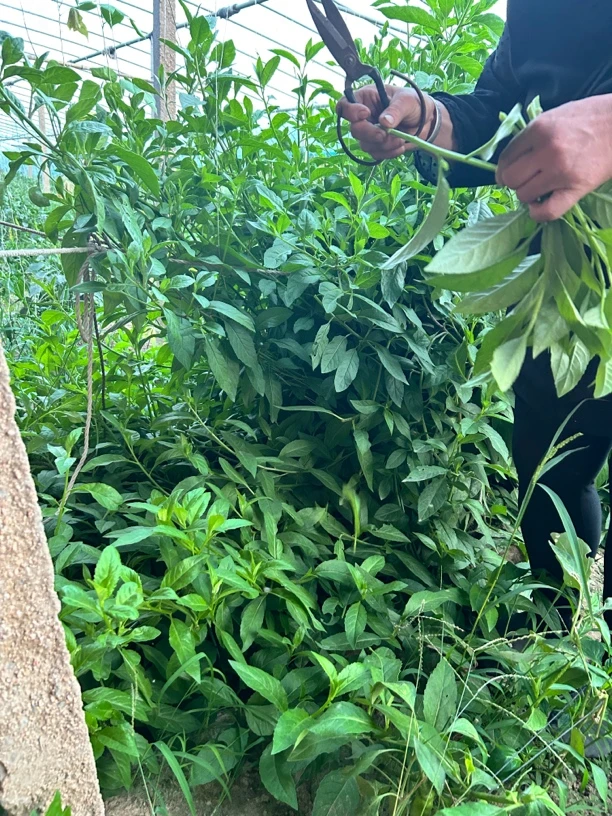 金鸡毛草庭院盆栽带土带叶