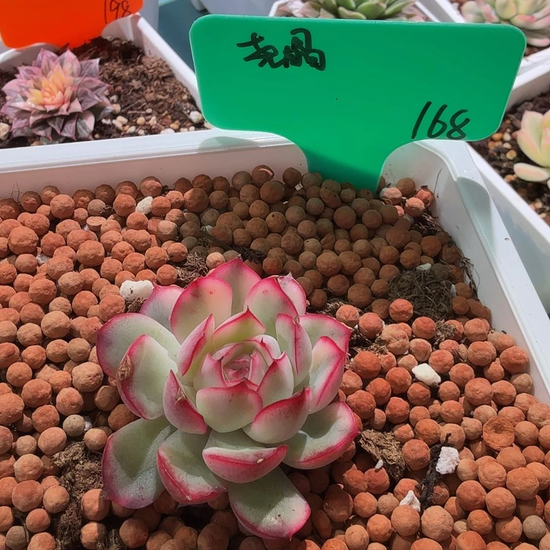 尧*白荷花锦，多肉植物