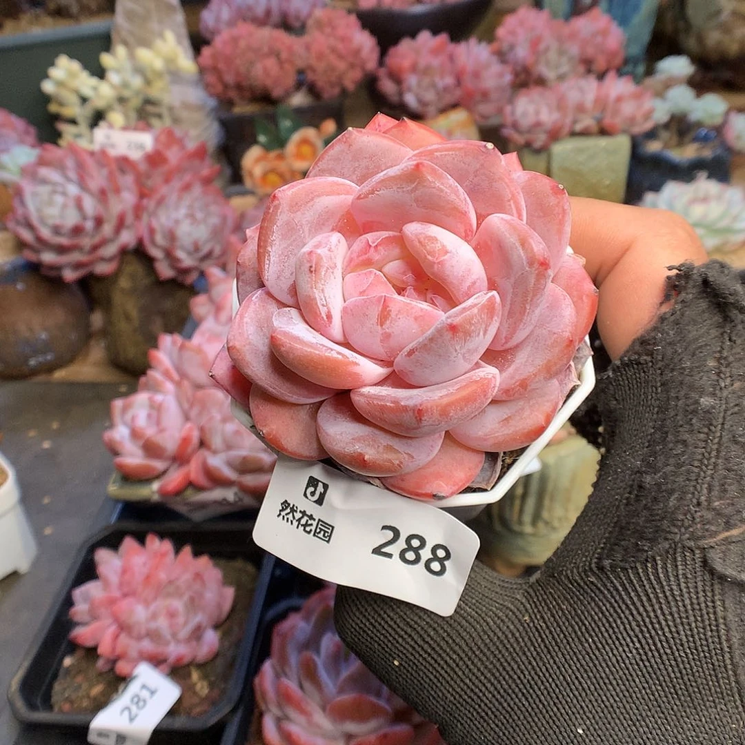 288星影多肉植物6666