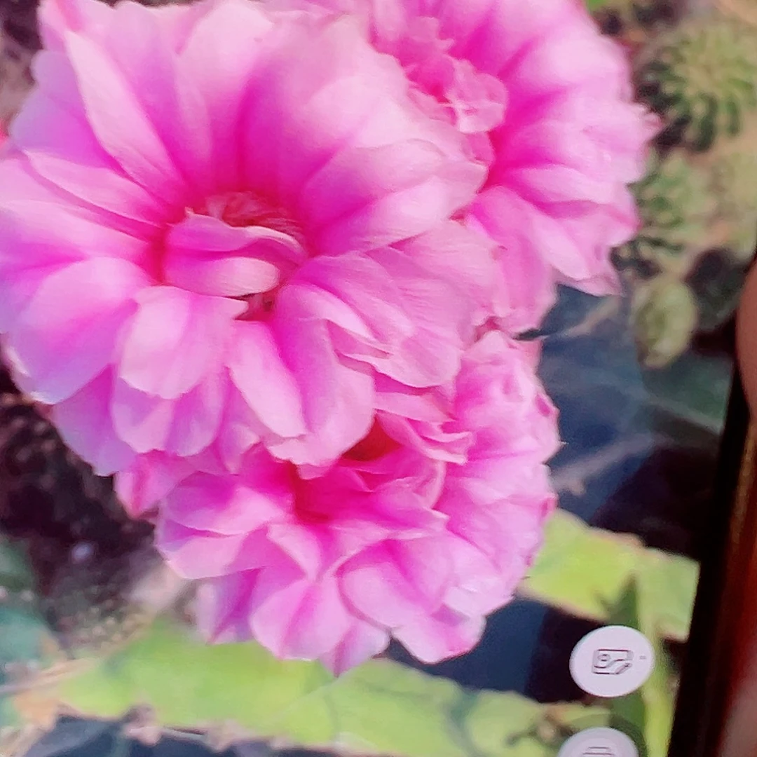 彩草 1050侧芽 满 20包邮