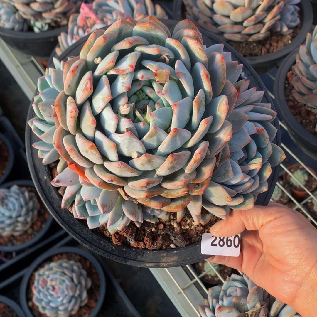 尘**定2860多头一个小男孩都要给