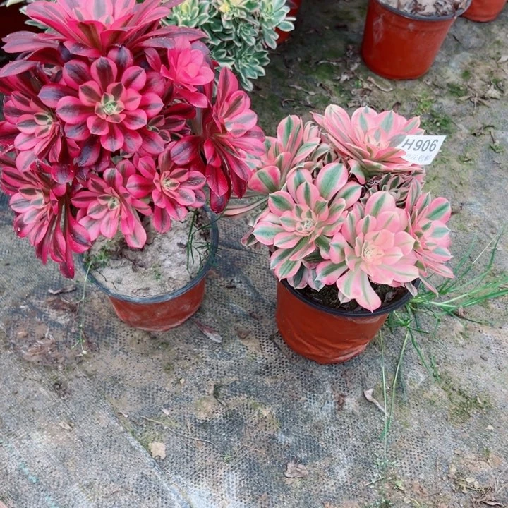 906。907号2颗多肉