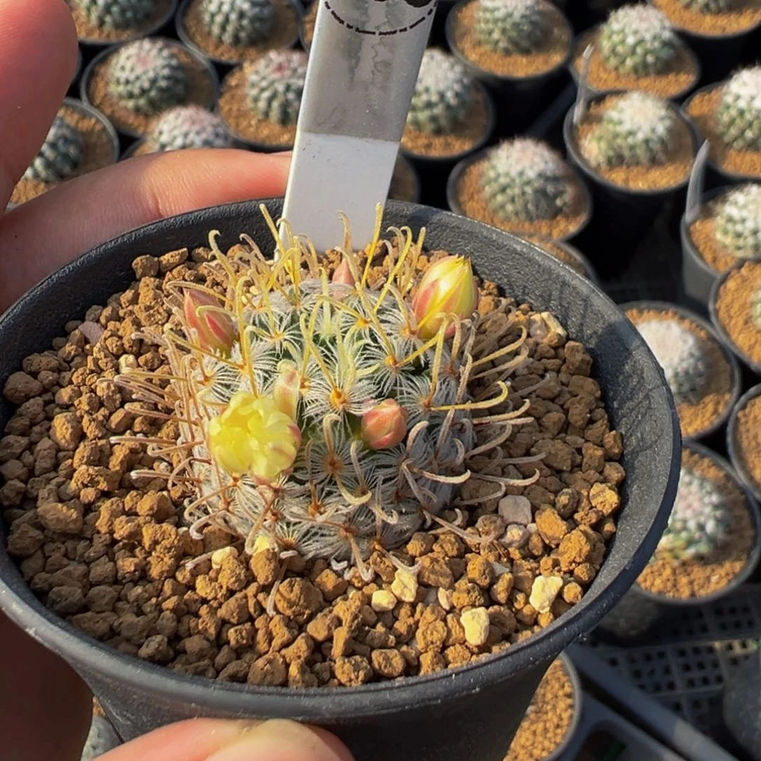 张***喵009实生根杜威娜娜多肉植物带盆土