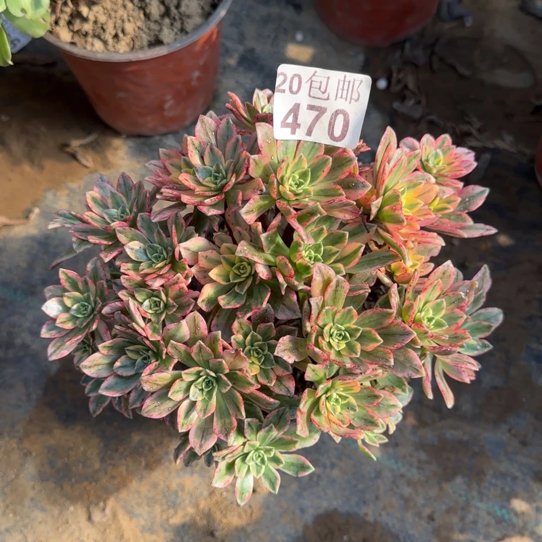 甜茶470满20包邮断枝不包