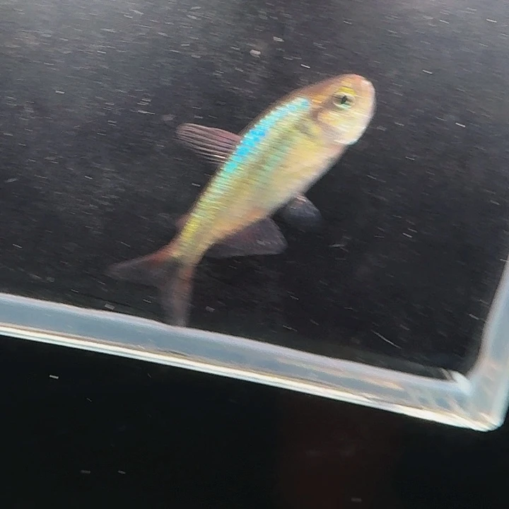 灯科鱼左下缸9号 碎金缎带 有黑点 3cm左右 一条