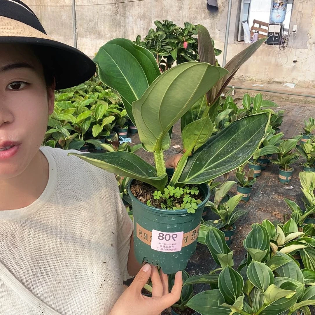 木本植物泰***队木本花卉908嫩芽无售后