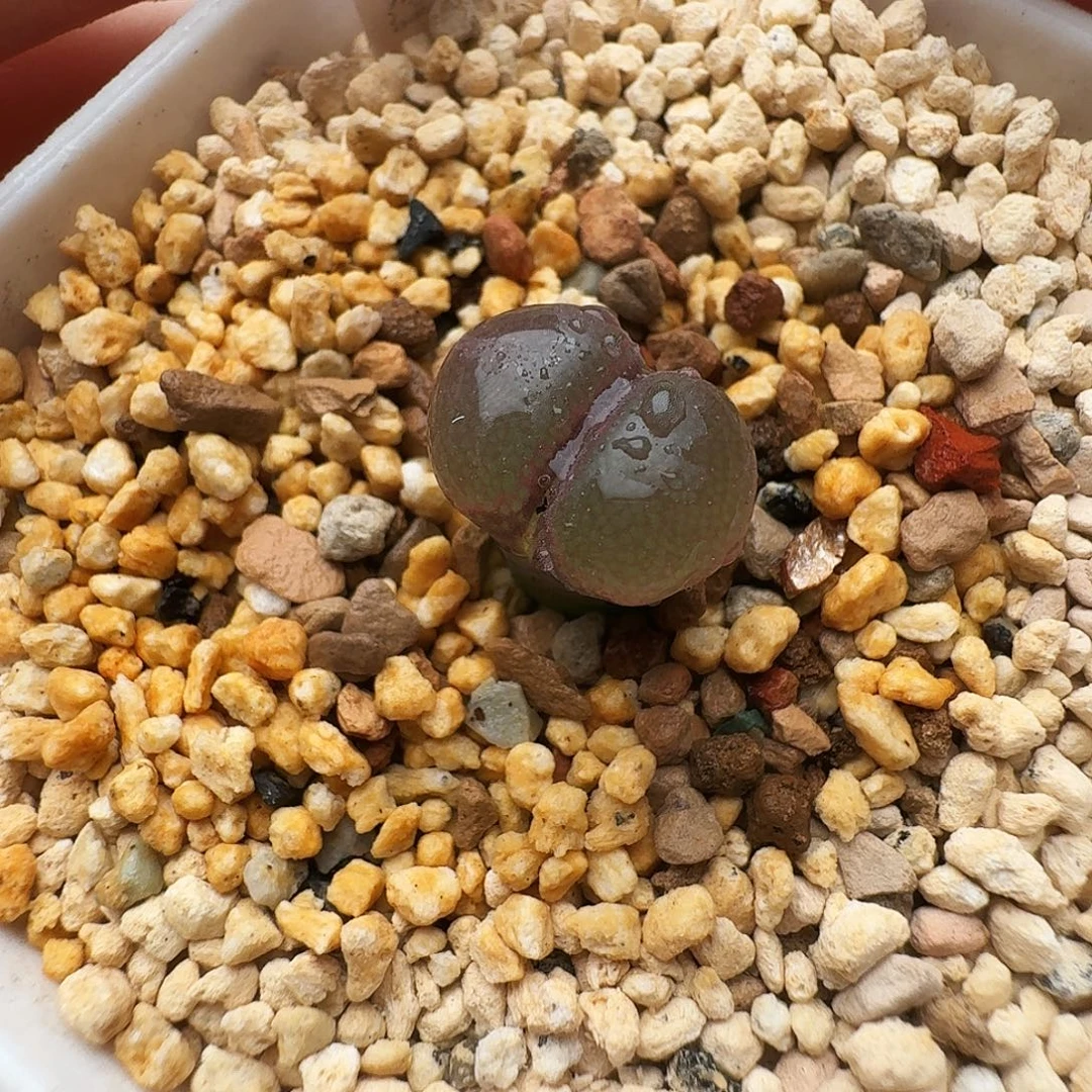 多肉植物福利风铃287