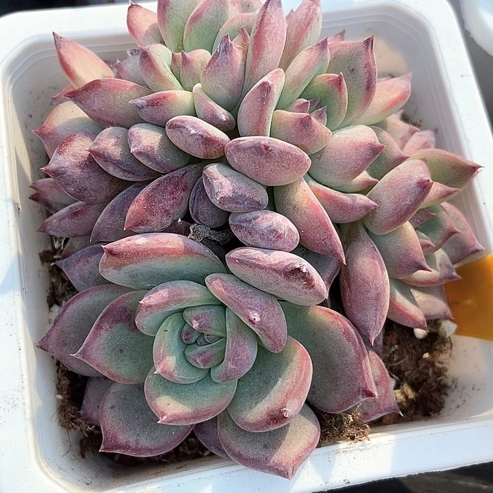 多肉植物拉糖563多肉