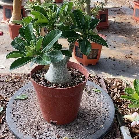 【闪购商品】无花朵用****8