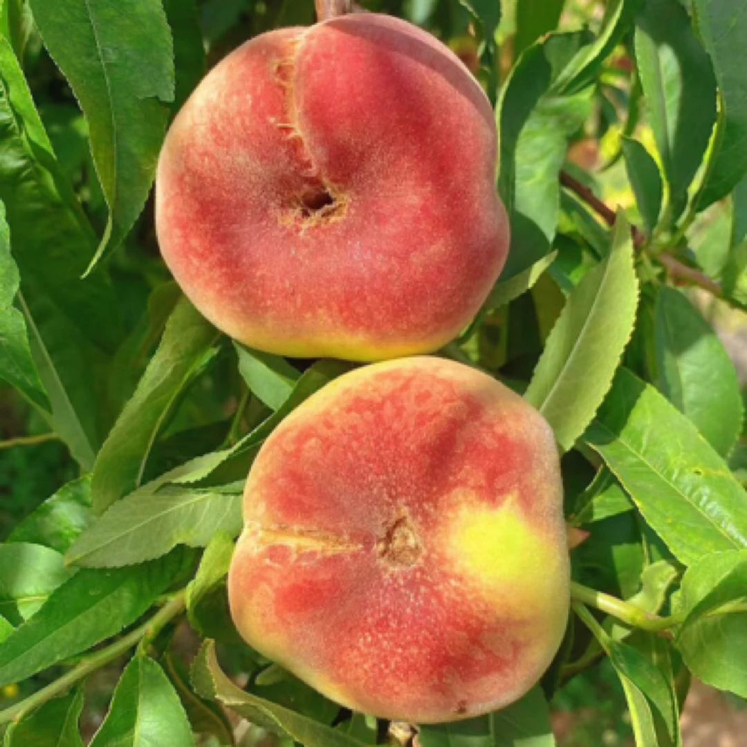 【老沙严选】新鲜到货 澳洲毛蟠桃香甜带肉感 散称2斤