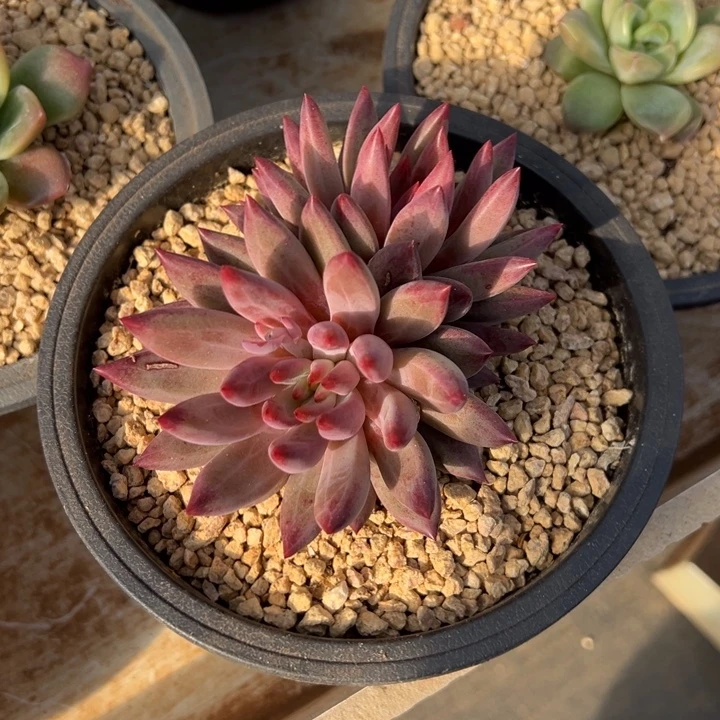 虞美人 羽毛纹 夏鸣园艺