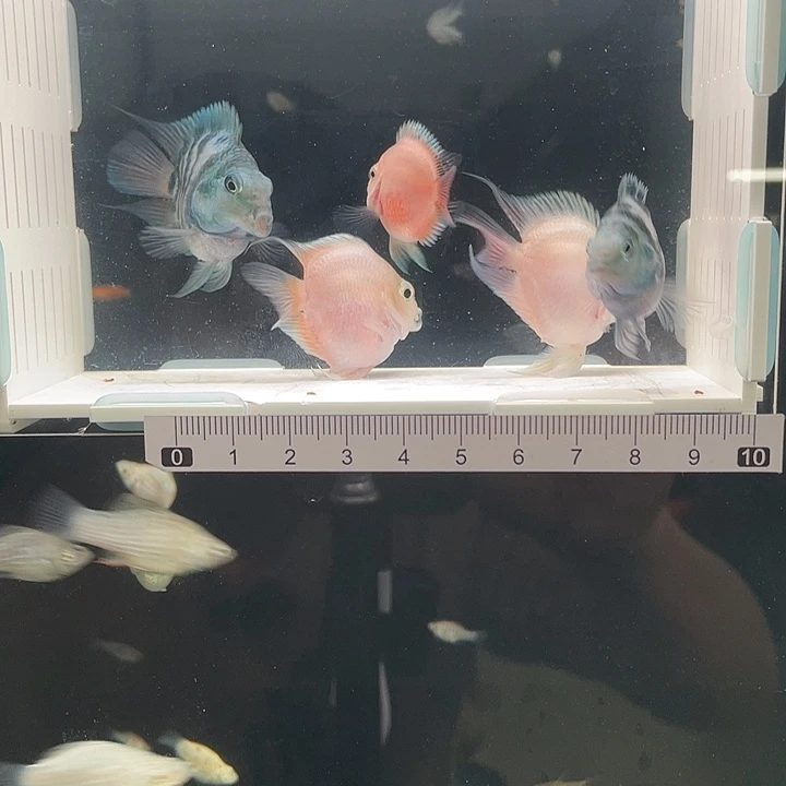 ʕ***ʔ888888888888888888