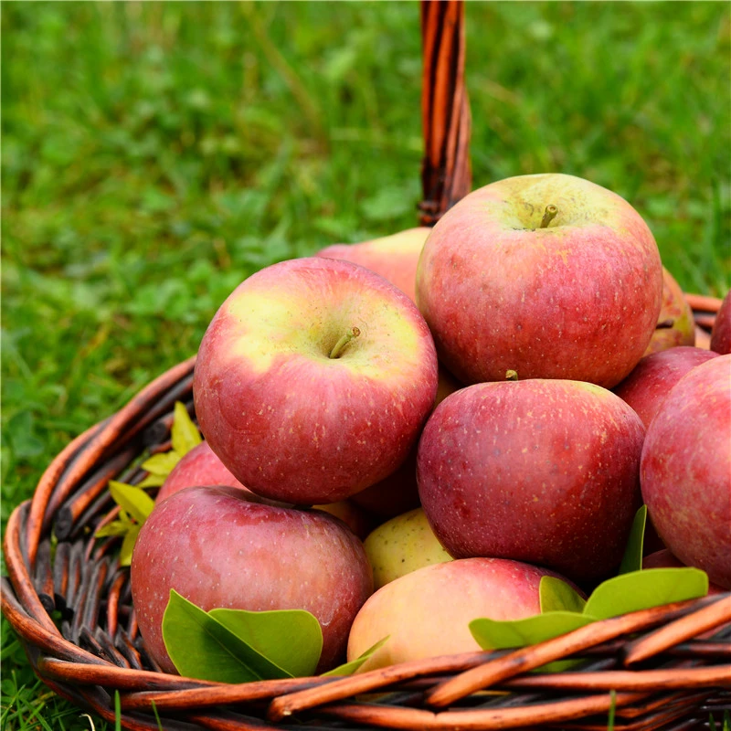 原产地直发四川大凉山盐源县红富士丑苹果5斤装