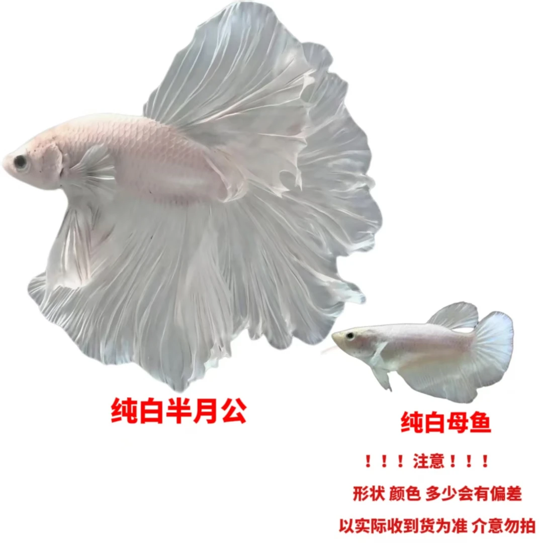 斗鱼小型耐养冷水热带观赏鱼懒人桌面宠物淡水活鱼