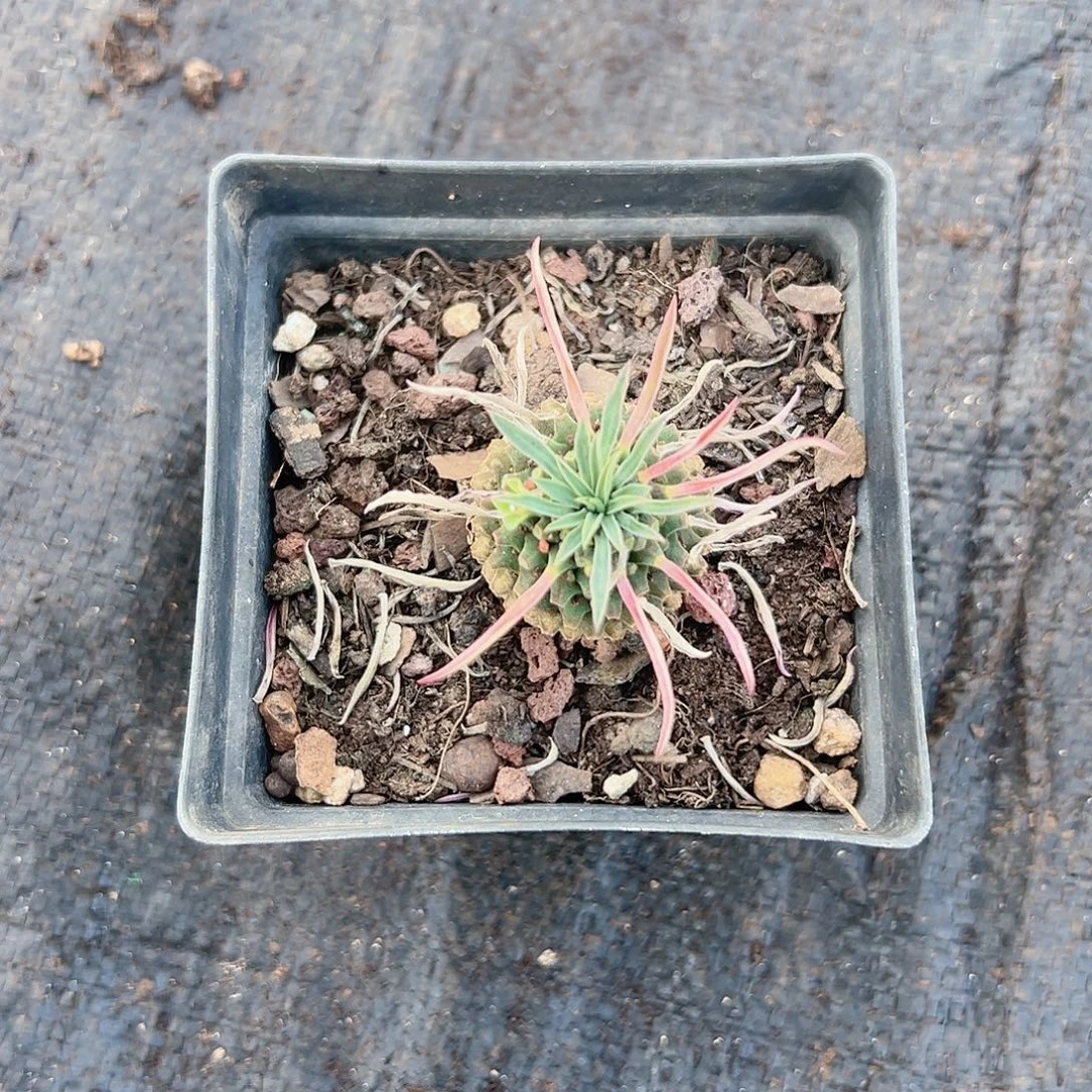 萝卜定脱土发货一株