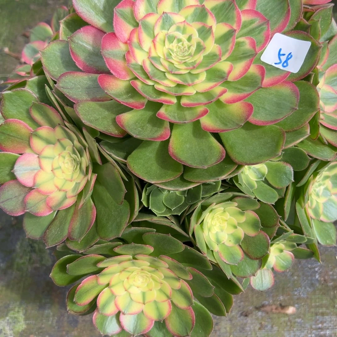 58玉芙蓉多肉植物系