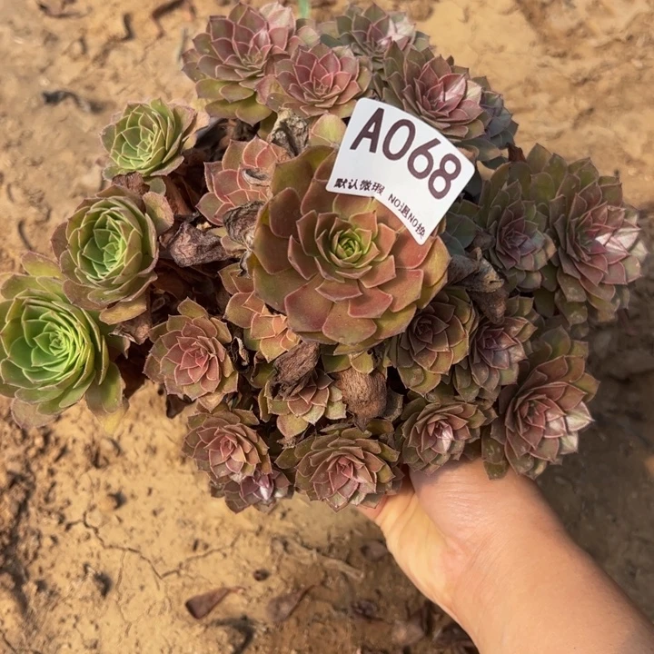 红魔多肉植物068.