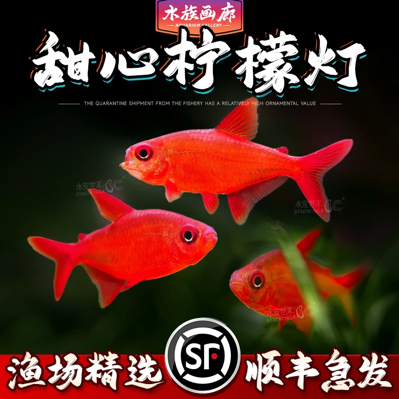【直播活动】南美稀有甜心柠檬灯鱼灯科观赏鱼饲养活体鱼