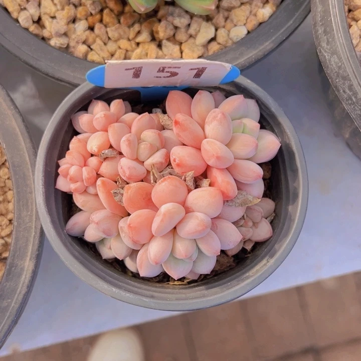 健健康康平平安安