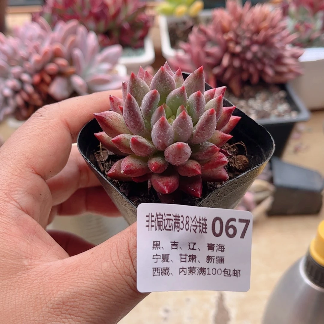 067流沙虞美人德华多肉