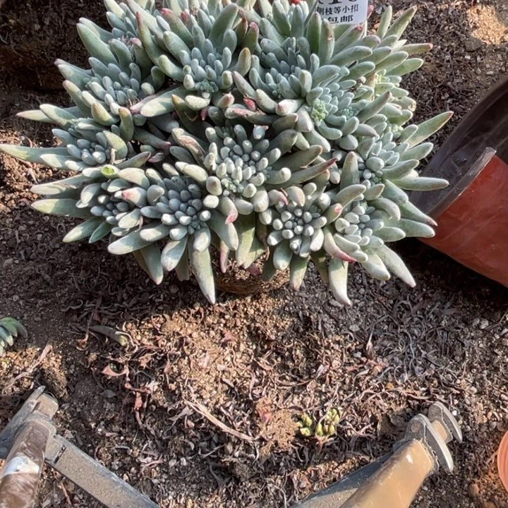 116号雪花多肉植物