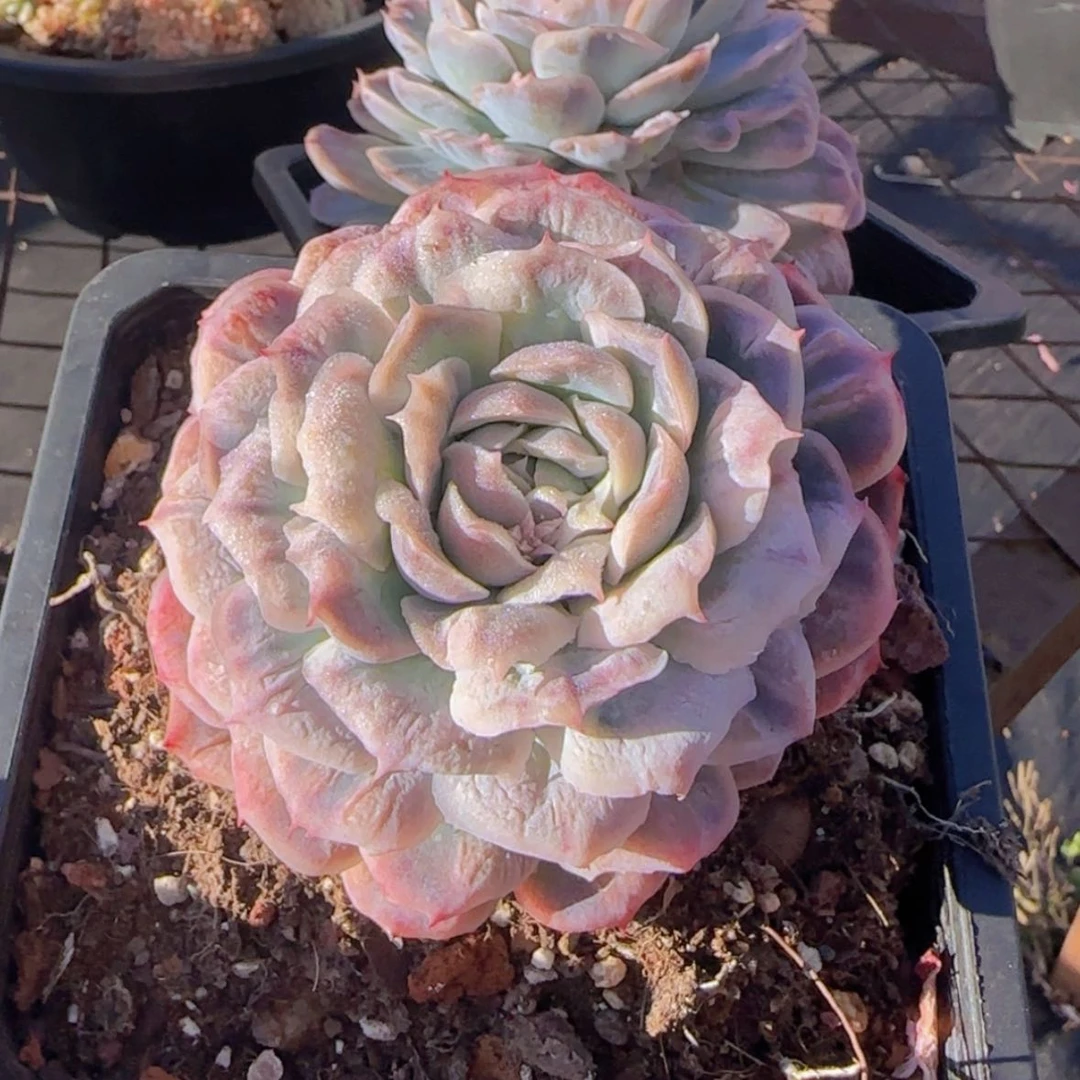 【闪购商品】泡泡纱裙19.9